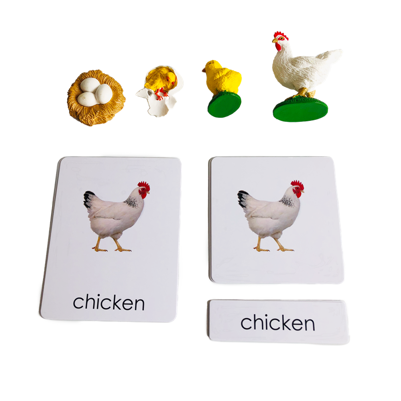 Ciclo di vita Animali Carte e  - Kids Education Card recensione e prezzo
