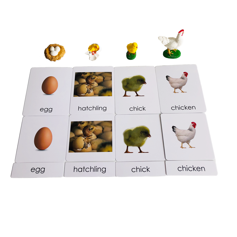 Ciclo di vita Animali Carte e  - Kids Education Card recensione e prezzo