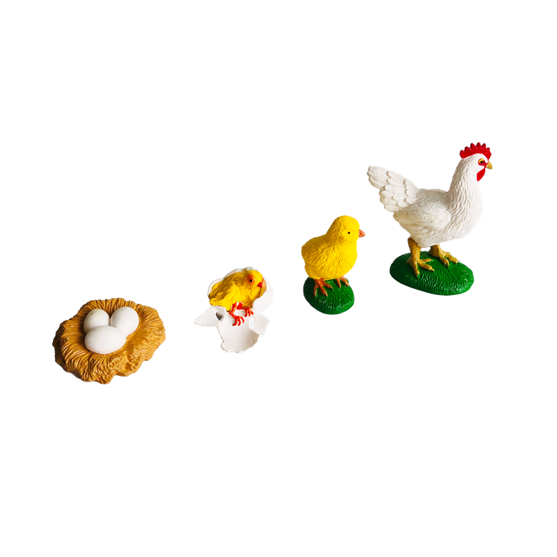 Ciclo di vita Animali Carte e  - Kids Education Card recensione e prezzo